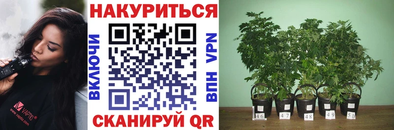 Каннабис планчик Кореновск